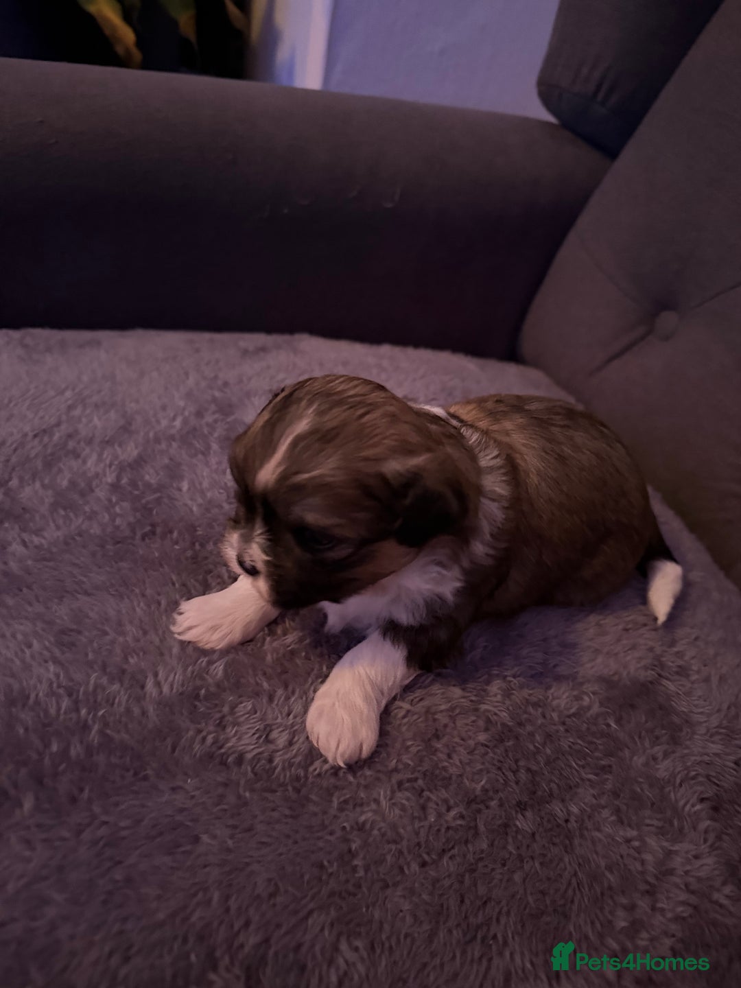 Mixed Breed dogs for sale: Teddy Bear Puppies - Advert 14