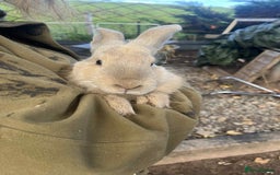 Continental Giant rabbits for sale: Big boy - Image 3