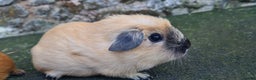Guinea Pig rodents for sale: Californian male guinea pigs  - Advert 8