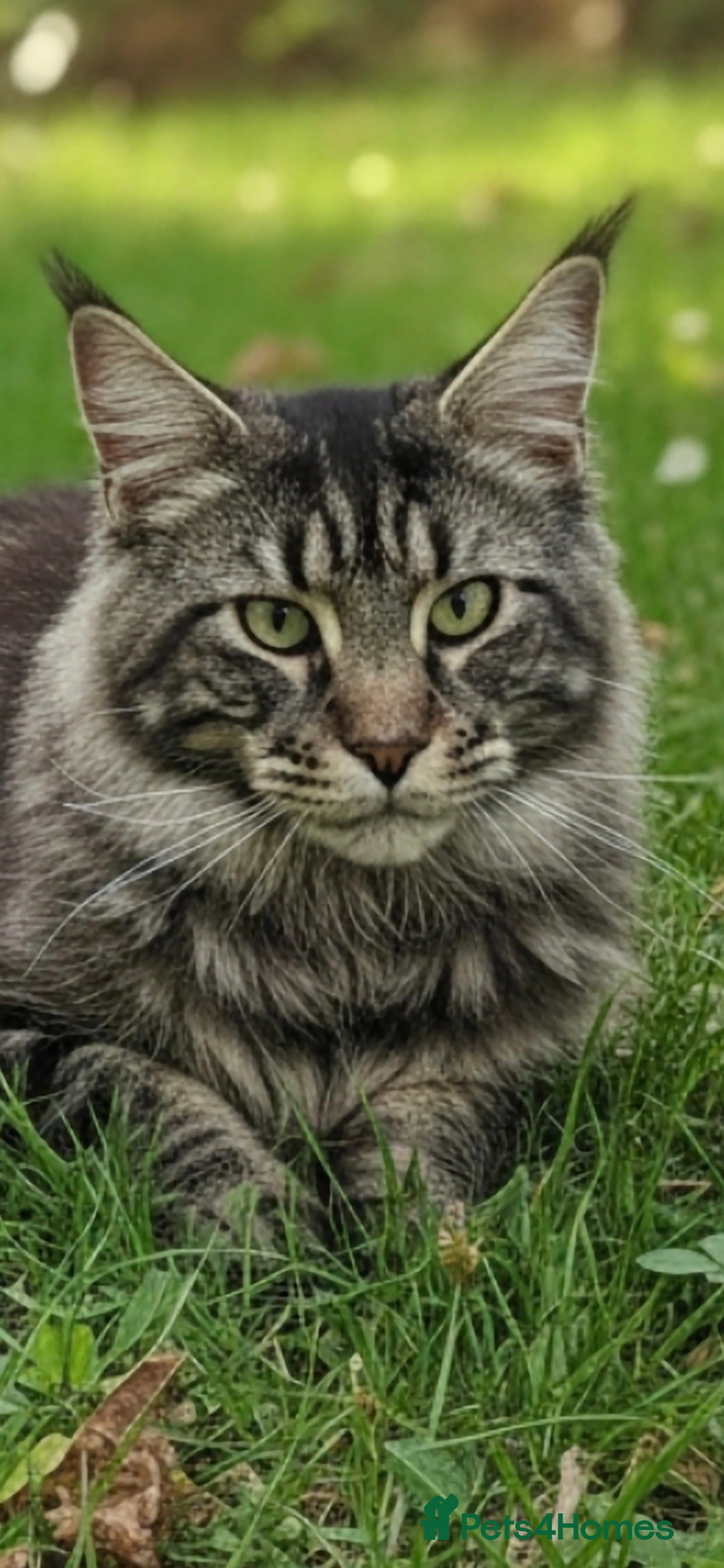 Maine Coon cats Proven Maine coon boy for stud only - Advert 1