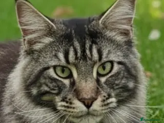 Maine Coon cats Proven Maine coon boy for stud only - Advert 1