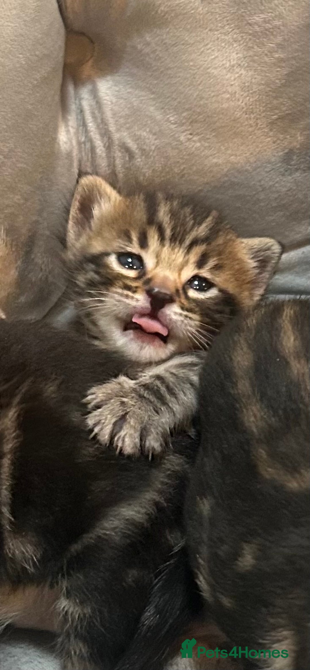 Bengal cats for sale: 5 bengal x tiger cubs for sale ragdoll x stunning - Image 7