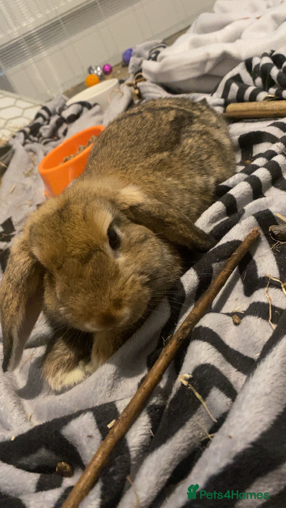 Mini Lop rabbits bunny the mini lop - Advert 6