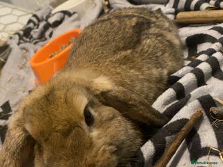 Mini Lop rabbits bunny the mini lop - Advert 18