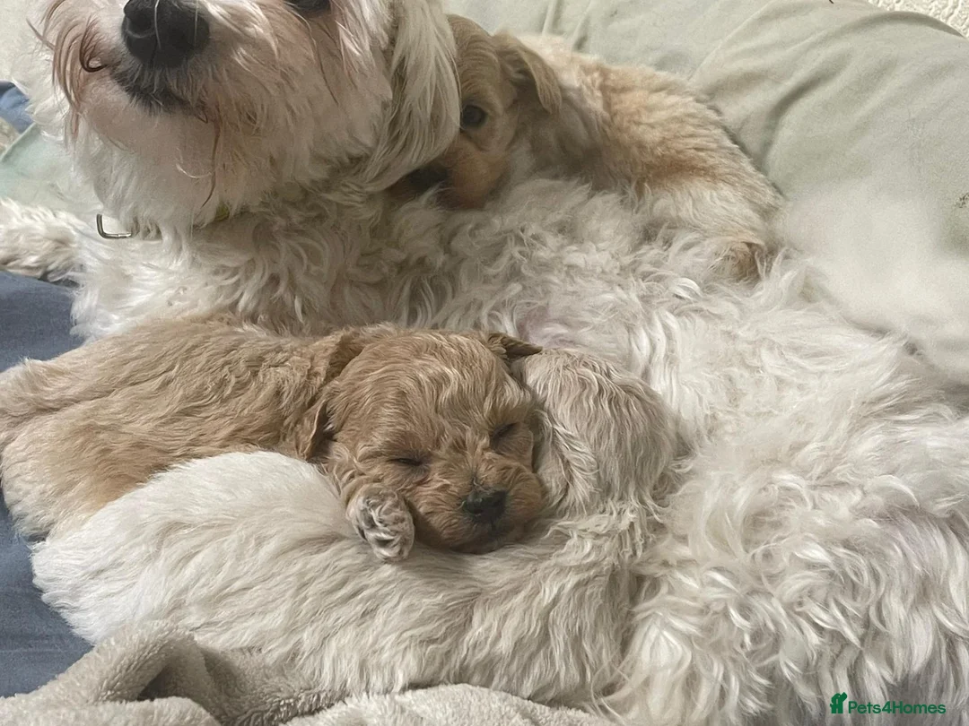 Maltipoo dogs for sale: Exquisite Maltipoo puppies  - Advert 14