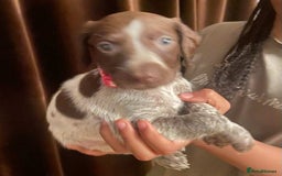 German Shorthaired Pointer dogs for sale: Stunning Litter of GSP puppies - Image 15