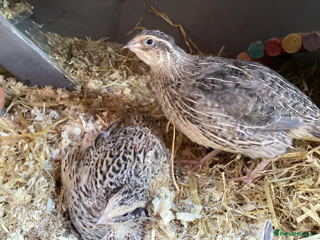 Quail poultry for sale:  COTURNIX QUAIL(2 GROUPS ALSO AVAILABLE) - Advert 1