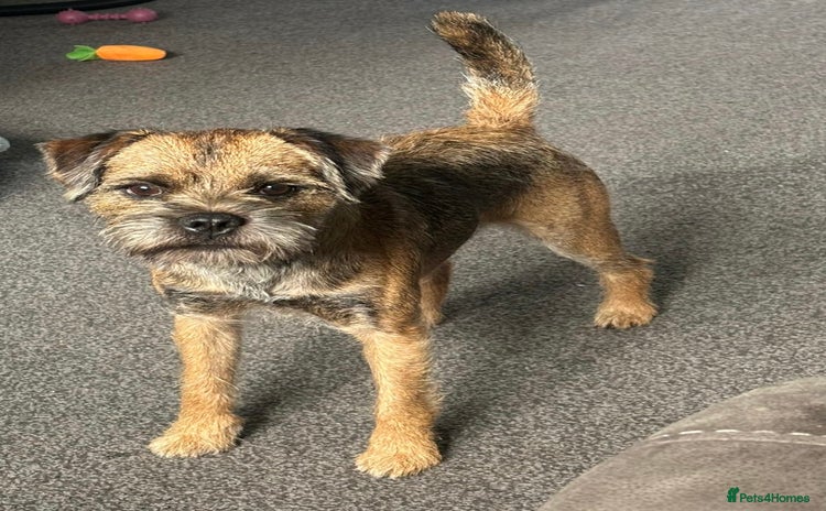 Border Terrier dogs - Advert 2