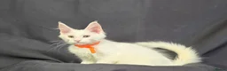 Maine Coon cats for sale: Ready now-Tica Maine Coon Kittens  - Advert 11