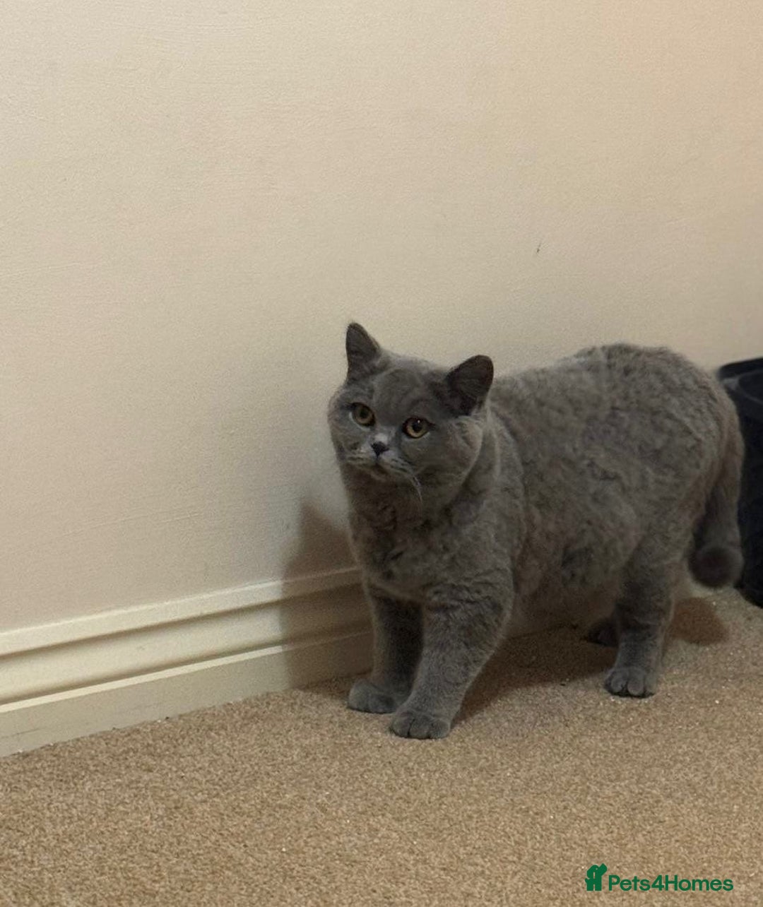 British Shorthair cats for sale: GCCF active blue queen for sale  - Advert 1