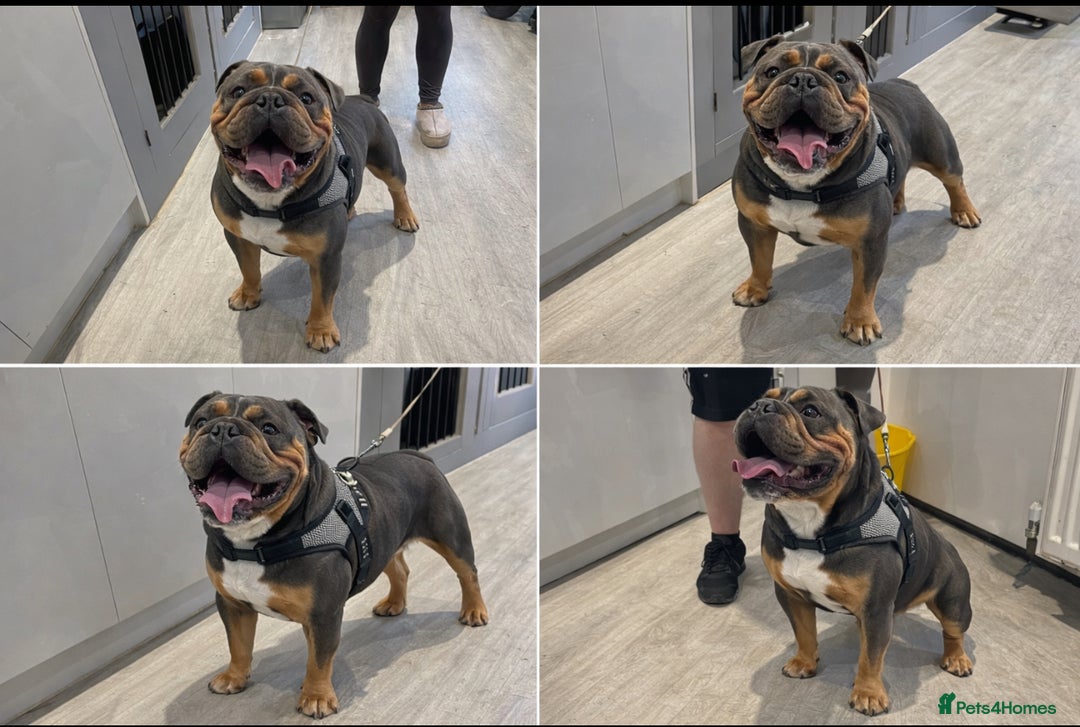 Olde English Bulldogge dogs for sale: Olde English Blue Merle Tri Puppies - Advert 3