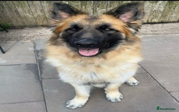 German Shepherd dogs for sale: Big bouncy GSD - Image 4