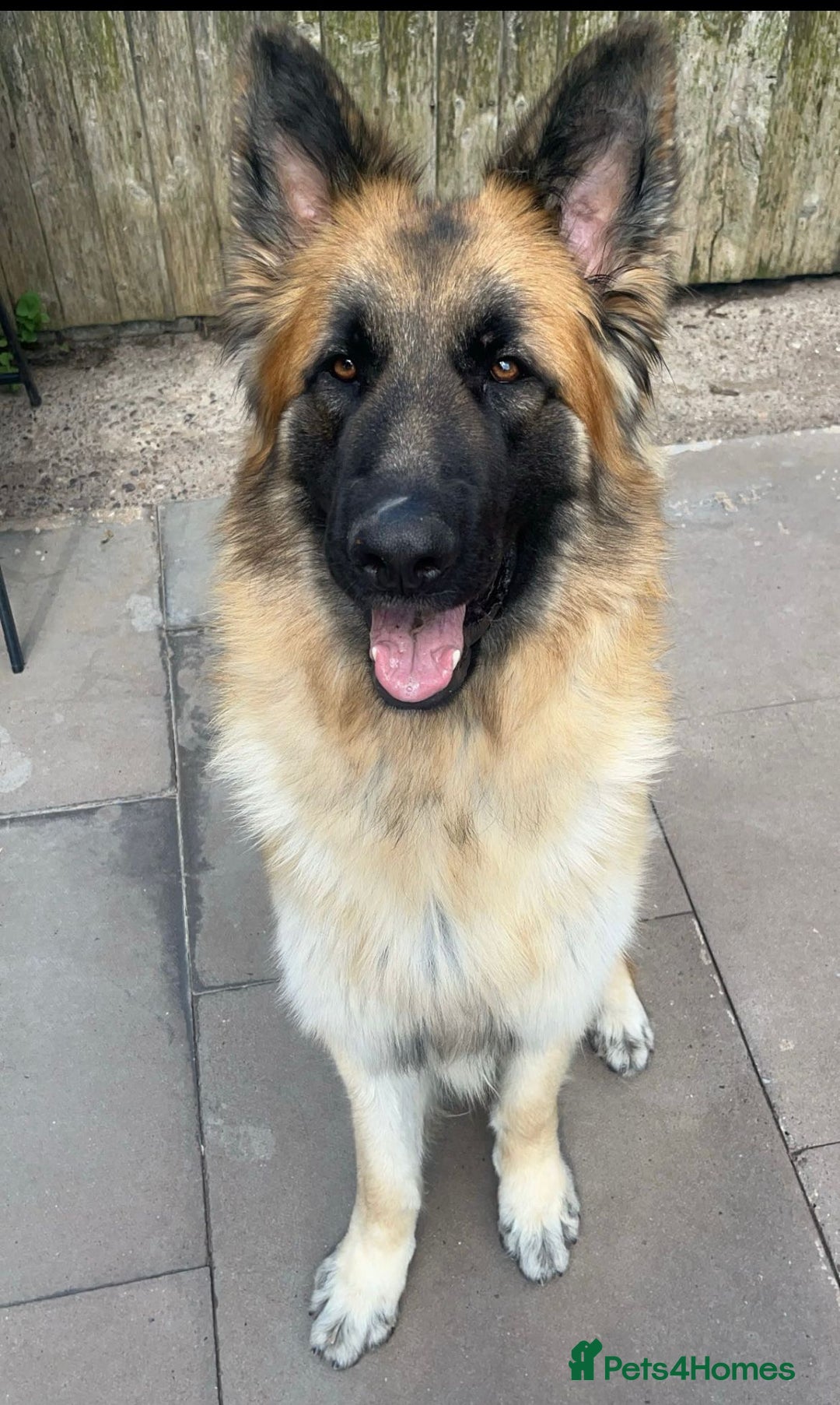German Shepherd dogs for sale: Big bouncy GSD - Image 4