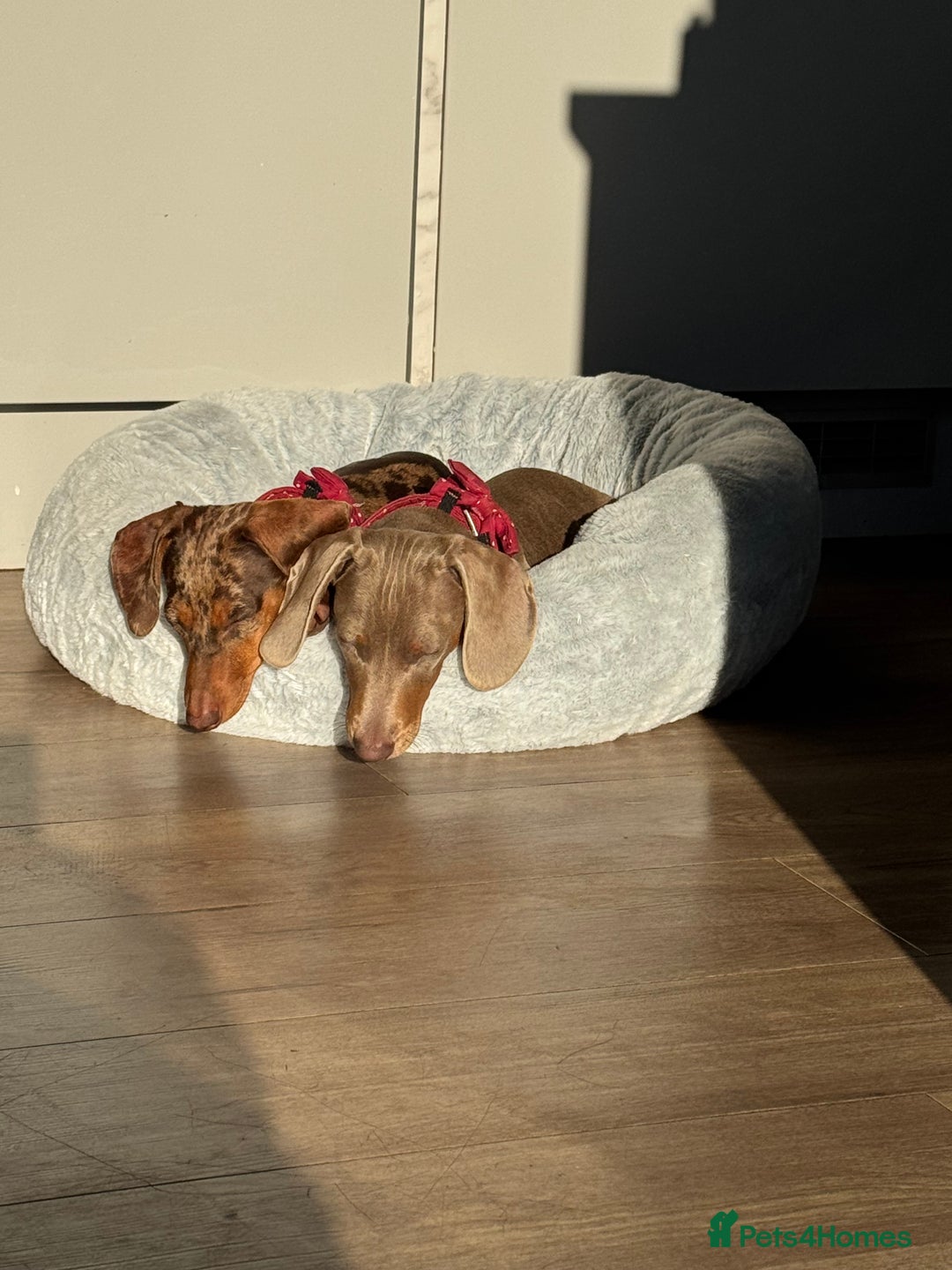 Miniature Dachshund dogs for sale: Lola and stitch the miniature dachshunds  - Image 5