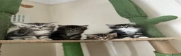 Mixed Breed cats for sale: kittens ready to leave now  - Advert 3