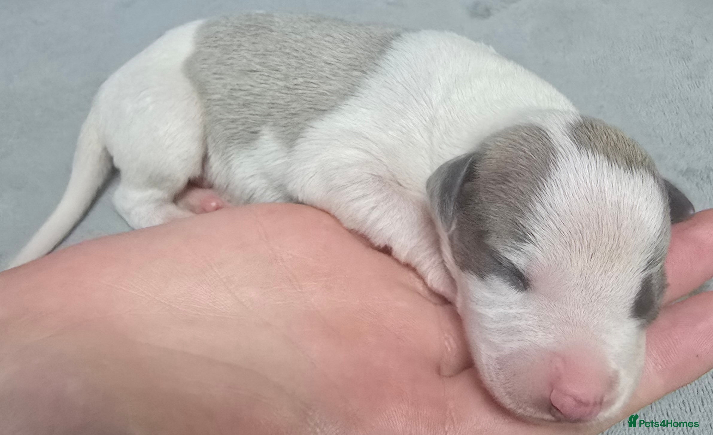 Whippet dogs Beautiful kc puppies not ready for 8 weeks  - Advert 2