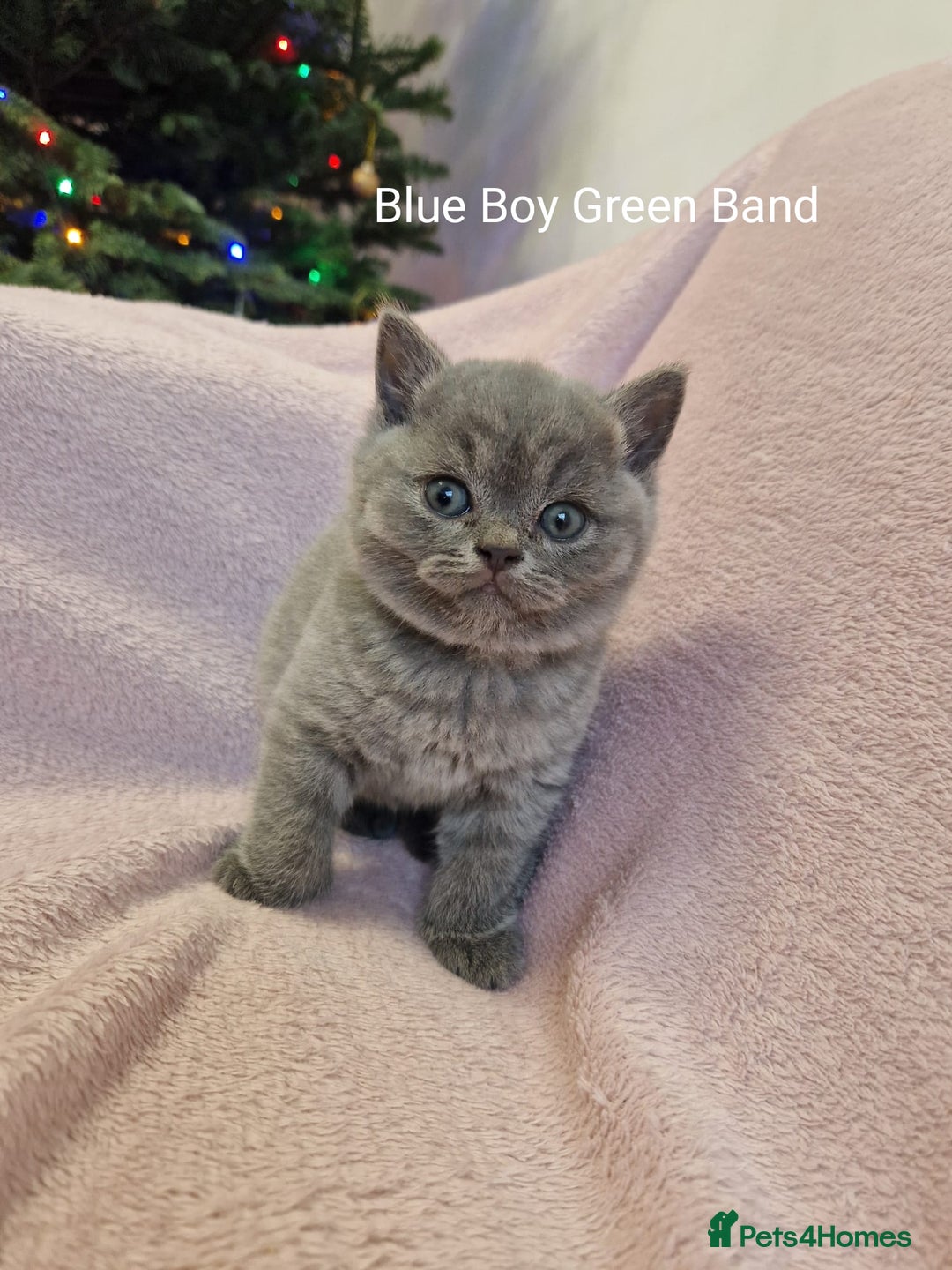 British Shorthair cats for sale: All Reserved Now. - Advert 12