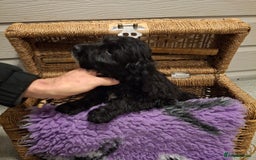 Cockapoo dogs for sale: Cockapoo pups - Advert 12