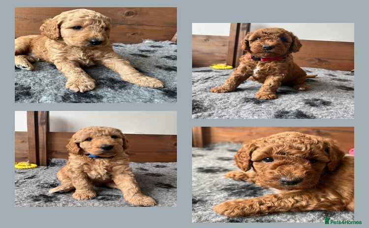 Australian Labradoodle dogs - Advert 1