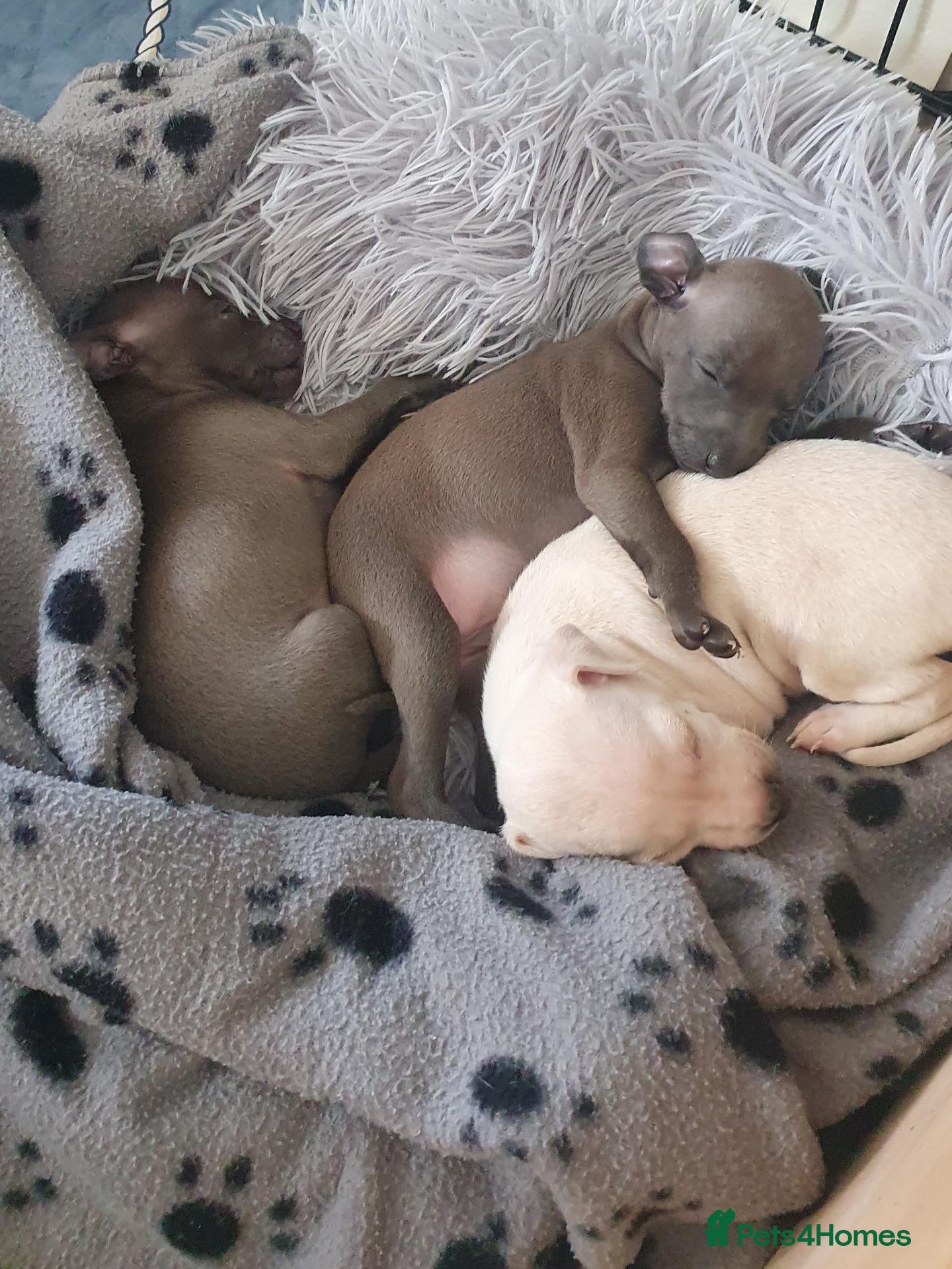 Italian Greyhound dogs Italian greyhound  - Advert 1