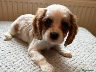 Cavalier King Charles Spaniel dogs Cavalier King Charles spaniel puppies ready now in Ossett - Advert 12