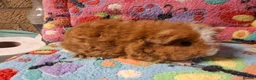 Guinea Pig rodents for sale: Baby Boars in longhaired breeds & teddies  - Advert 19
