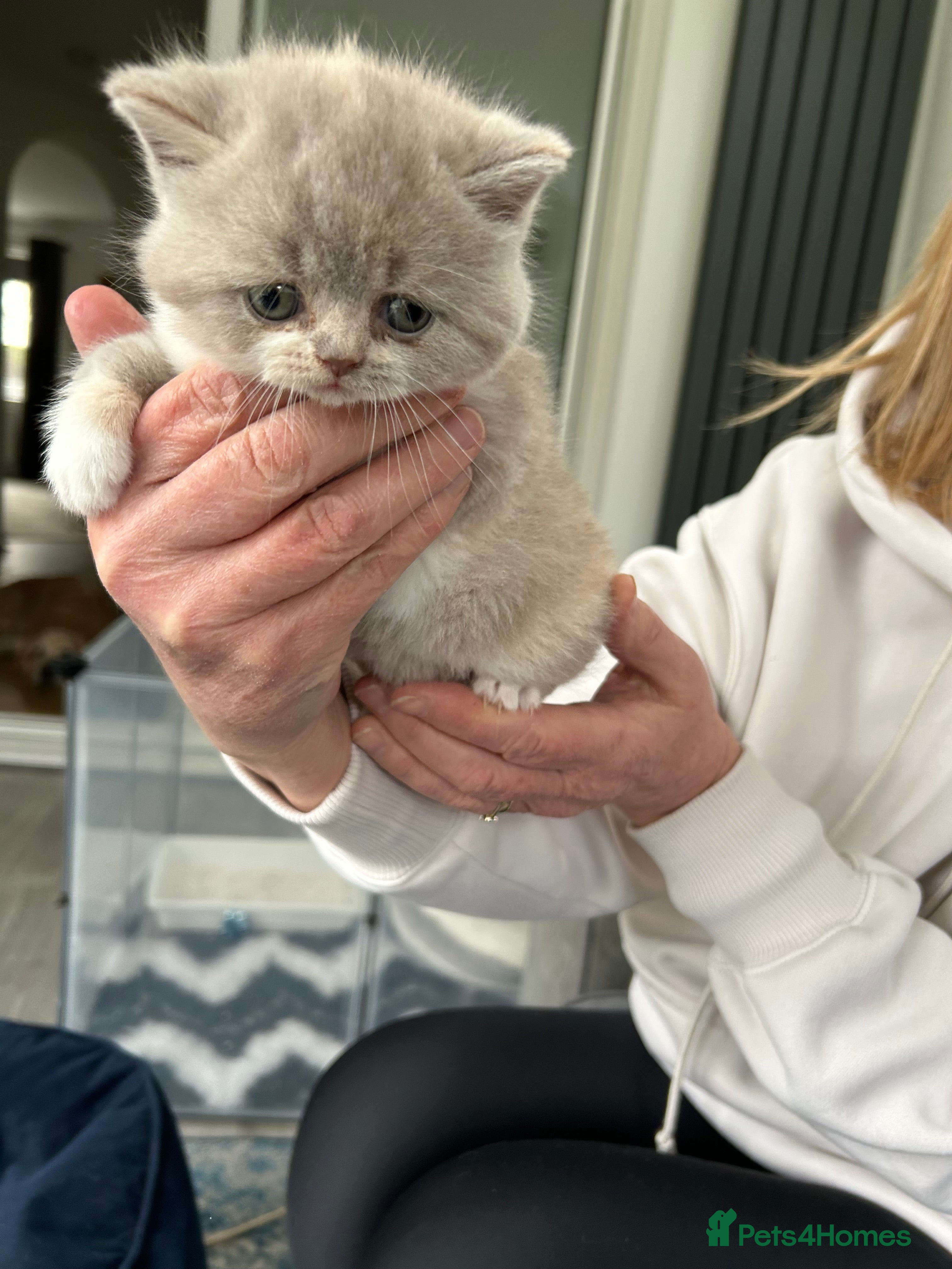 British Shorthair cats BRITISH SHORTHAIR KITTENS (Mother is a show cat) - Advert 1