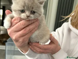British Shorthair cats BRITISH SHORTHAIR KITTENS (Mother is a show cat) - Advert 1