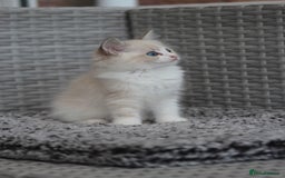 Ragdoll cats for sale: 🐈✨ Tica Registered Ragdoll Kittens in Tamworth - Image 23