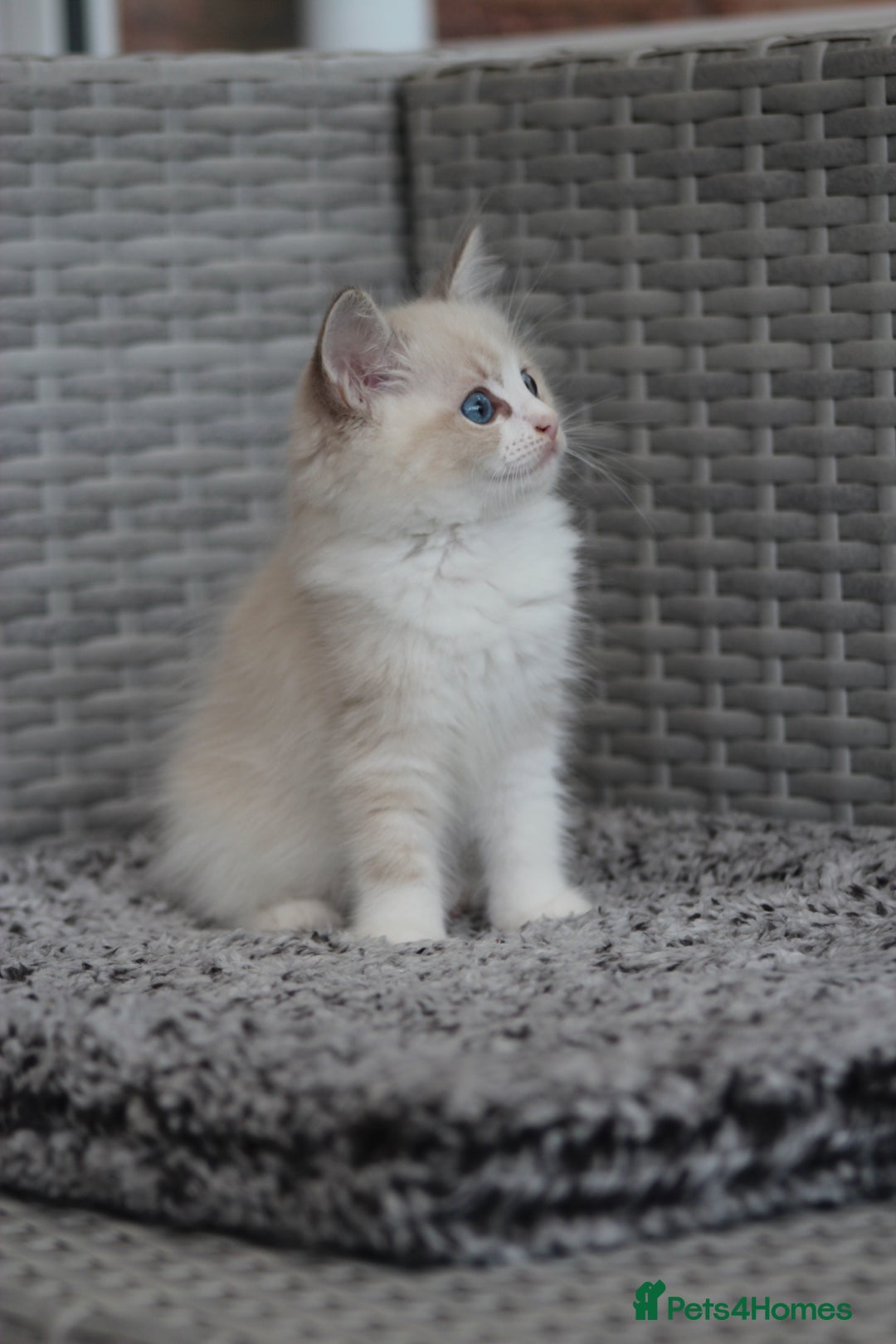 Ragdoll cats for sale: 🐈✨ Tica Registered Ragdoll Kittens in Tamworth - Image 23