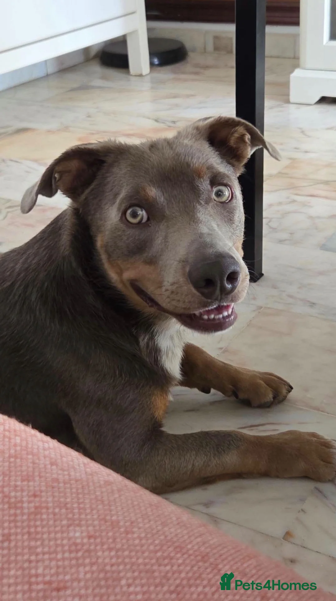 Mixed Breed dogs for adoption: THE PERFECT DOG DOES EXIST, HIS NAME IS TAKITO! 🥰 - Advert 1