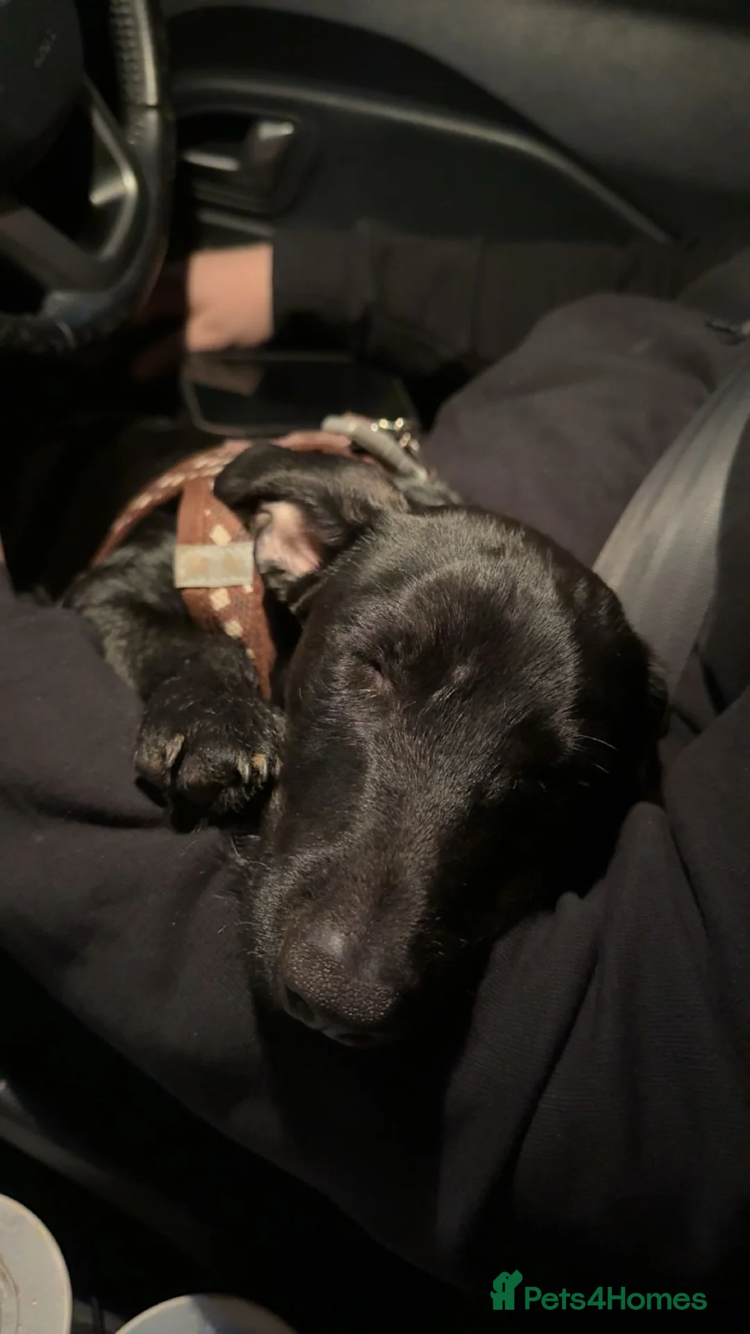 Dachshund dogs for sale: Black Dachshund  - Advert 12