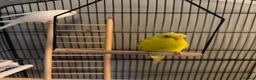 Budgerigars birds for sale: Boy and girl bugdies in Barnsley - Advert 3