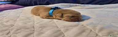 Labrador Retriever Puppy 4