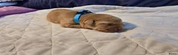 Labrador Retriever dogs for sale: Labrador Retriever puppies in Haverhill - Advert 8
