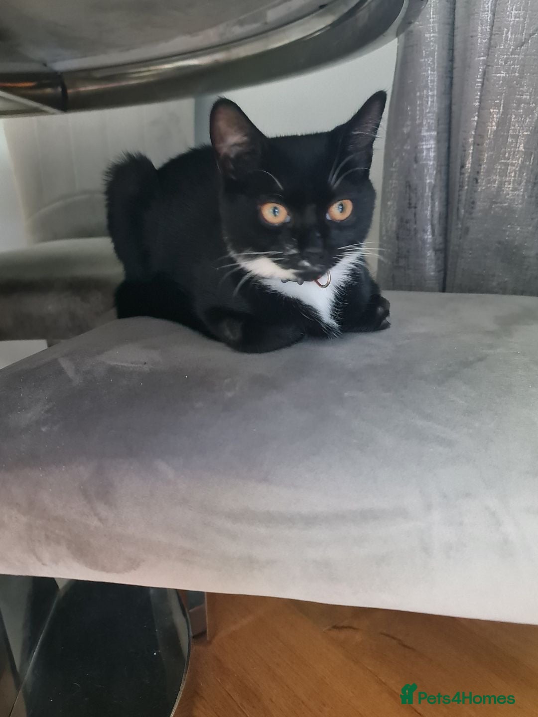 Mixed Breed cats for sale: Maincoon mix cat - Advert 2