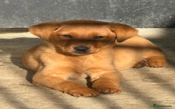 Labrador Retriever dogs for sale: 🧡Fabulous Chunky Boy🧡 - Image 1