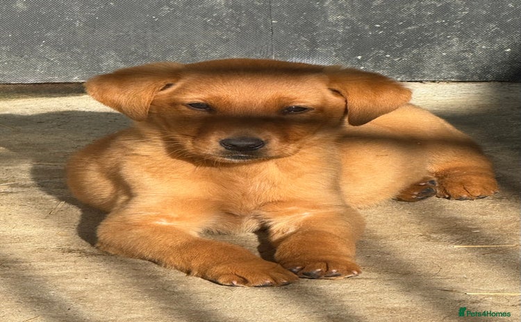 Labrador Retriever dogs - Advert 3
