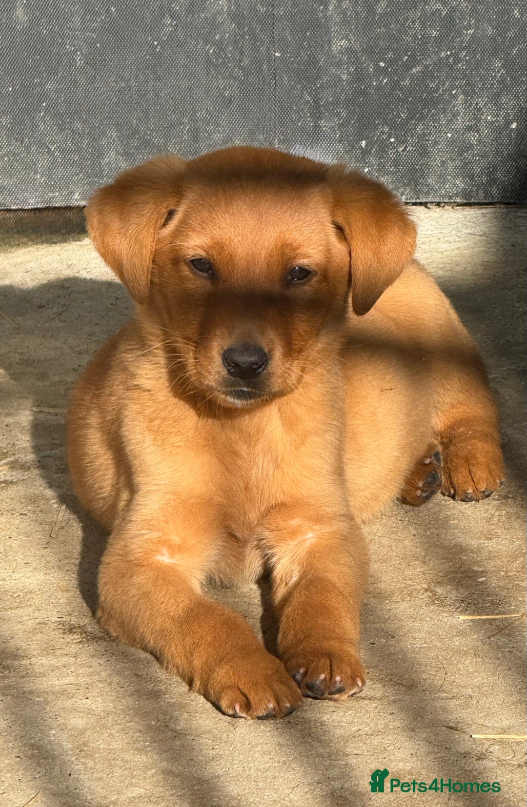 Labrador Retriever dogs for sale: 🧡Fabulous Chunky Boy🧡 - Image 1