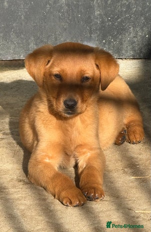 Labrador Retriever dogs - Advert 11