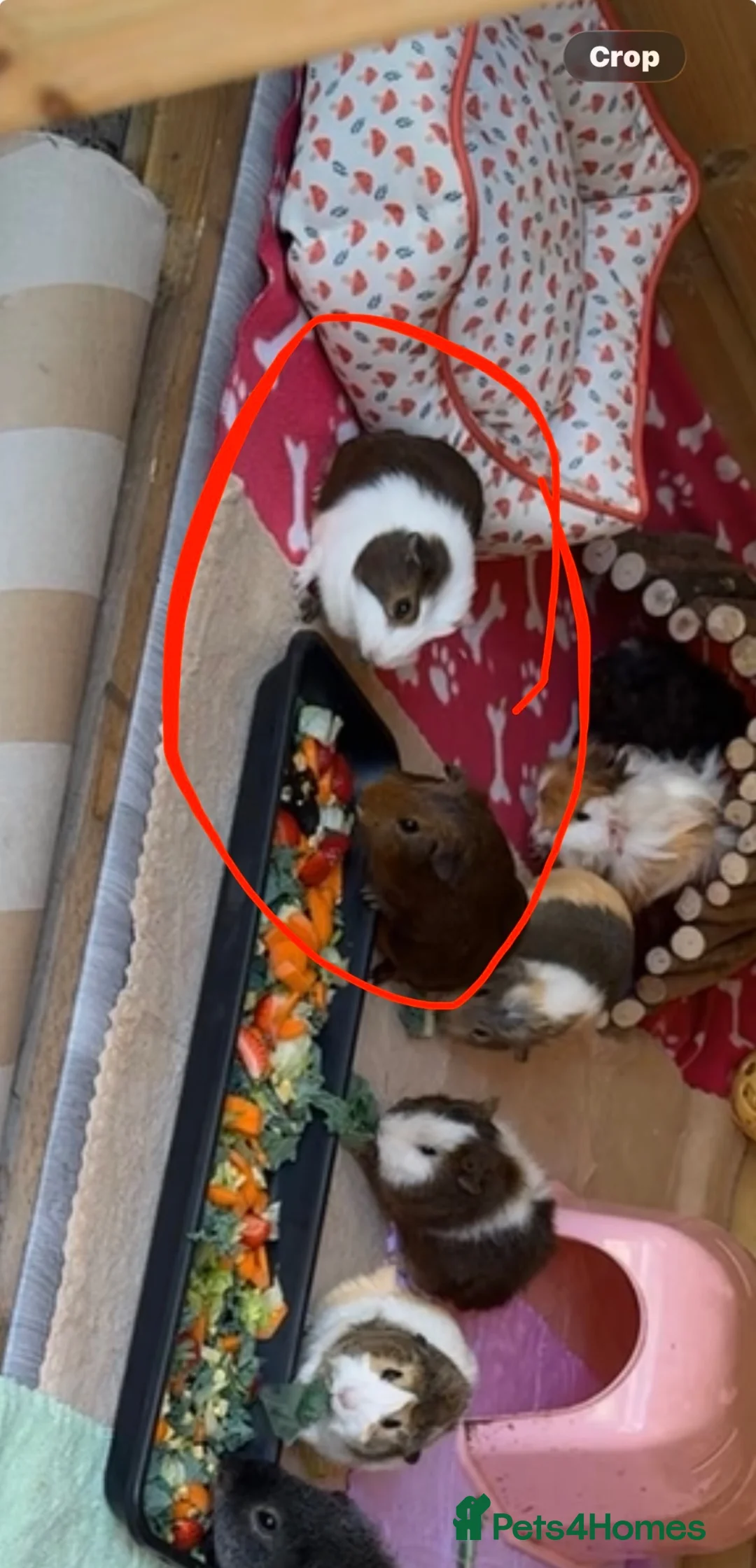 Guinea Pig rodents for sale: 3 sows 1 boar ready for homes - Advert 1