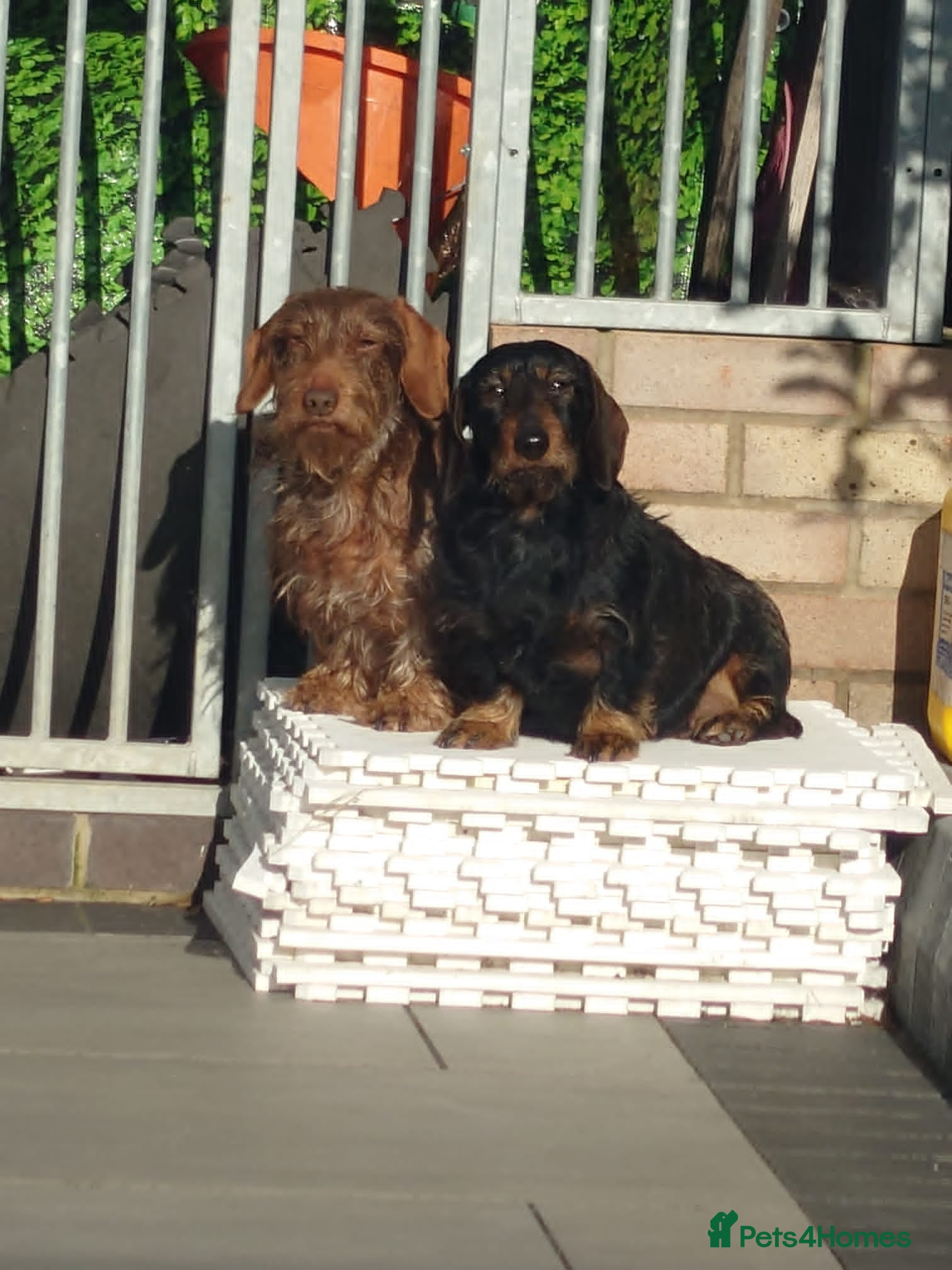 Dachshund dogs KC Wirehaired standard Dachshund puppies - Advert 2