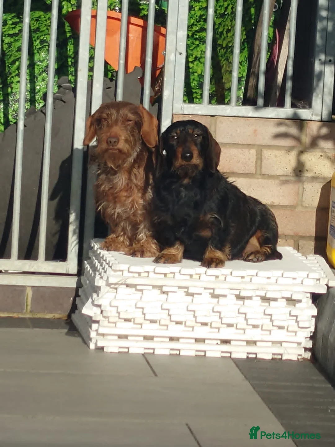 Dachshund dogs for sale: KC Wirehaired standard Dachshund puppies - Advert 11