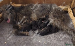 Deerhound dogs for sale: Scottish Deerhound Puppies  - Image 4
