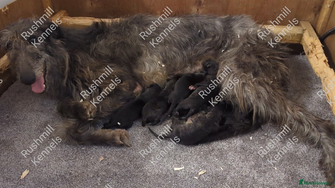 Deerhound dogs for sale: Scottish Deerhound Puppies  - Image 4