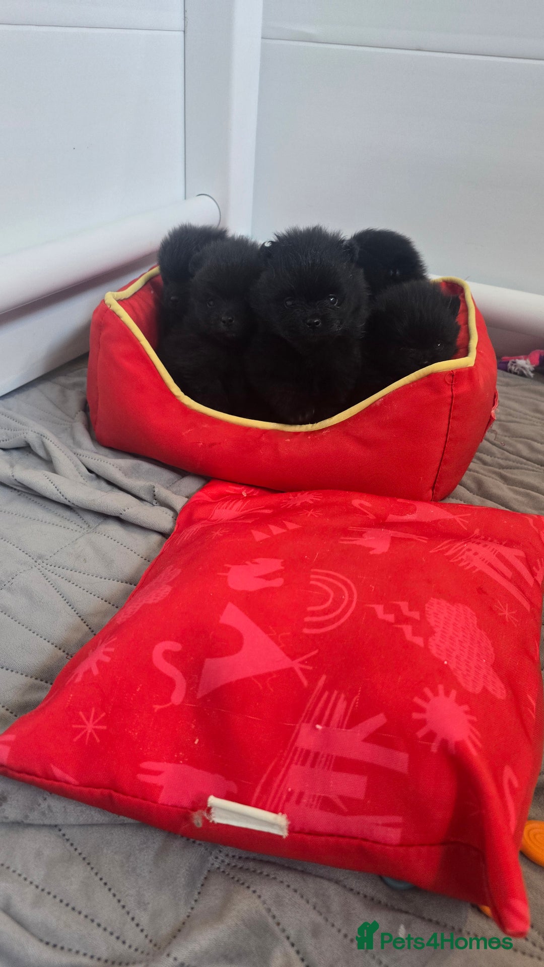 Pomeranian dogs for sale: One girl left! 🖤30+🏆REDUCED! TINY! in Burgess Hill - Image 16