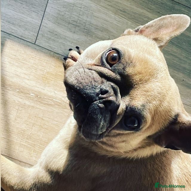 French Bulldog dogs French Bulldog - Advert 1