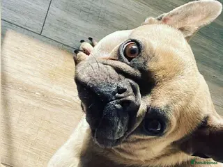 French Bulldog dogs French Bulldog - Advert 1