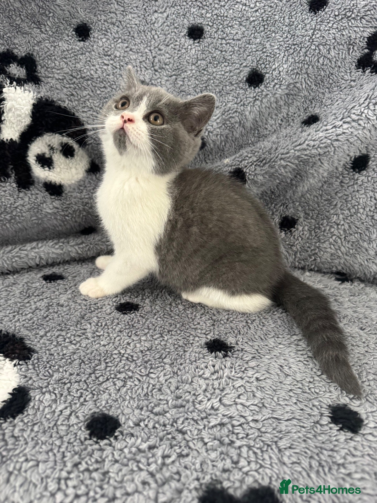 British Shorthair cats Ready Now Gccf British shorthair kittens - Advert 1