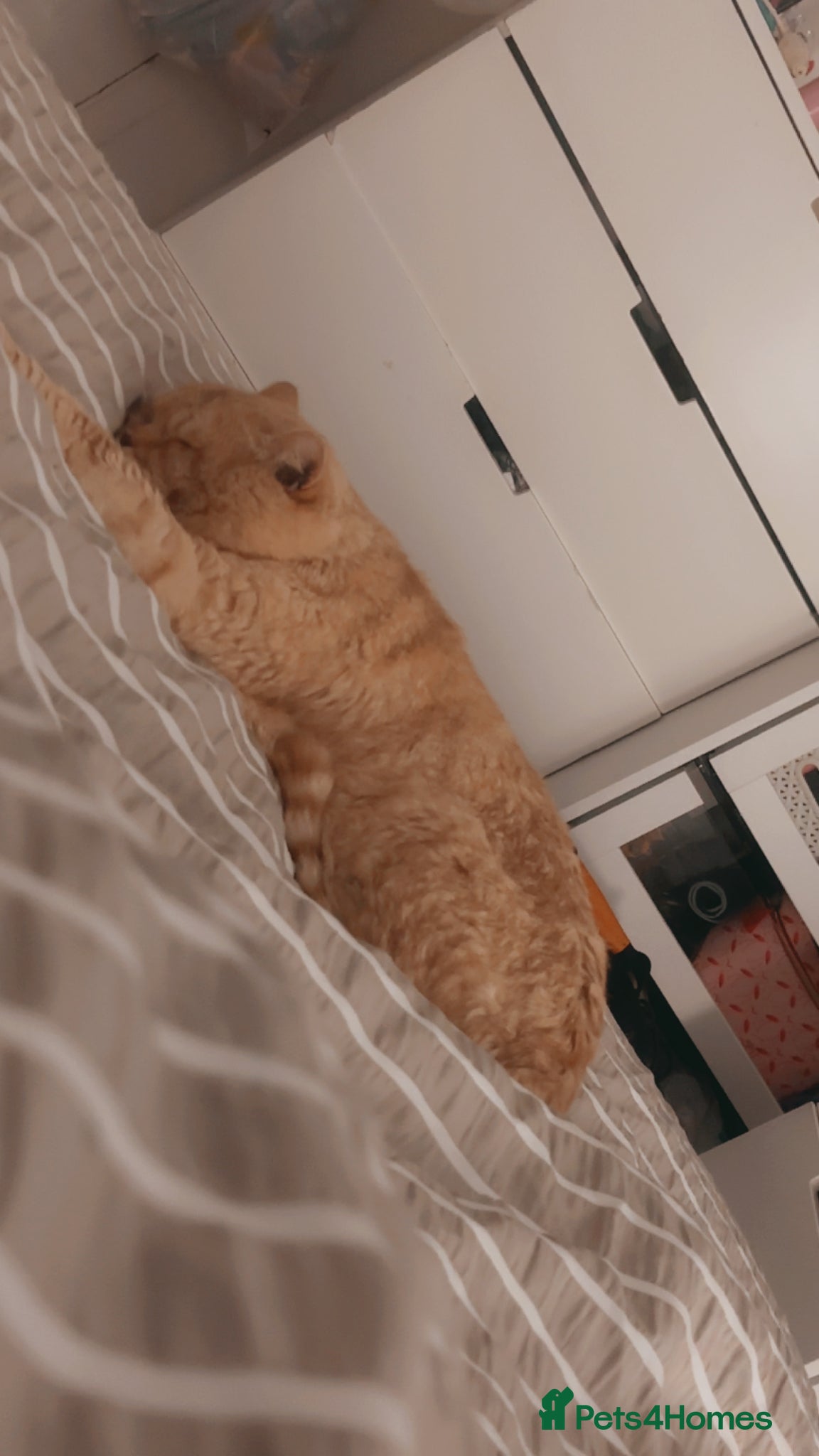 British Shorthair cats Beautiful Ginger British Short Hair - Advert 1